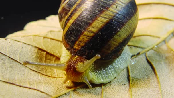 Helix Pomatia Powszechnie Nazywane Rzymskim Ślimakiem Burgundzkim Ślimakiem Jadalnym Ślimakiem — Wideo stockowe