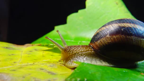 Helix Pomatia Vanliga Namn Den Romerska Snigel Bourgogne Snigel Ätlig — Stockvideo