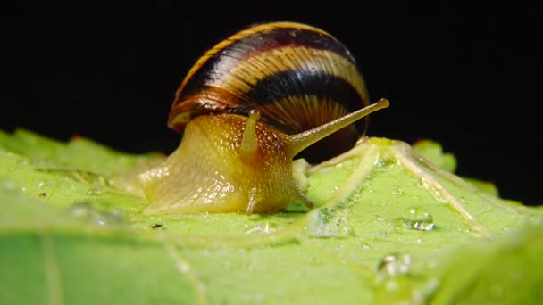 俗称罗马蜗牛 勃艮第蜗牛 可食蜗牛或埃斯卡里特 蜗牛慢慢地爬到树叶上 乌克兰的Fauna — 图库视频影像