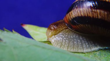 Helix Pomatia, Roma salyangozu, Burgundy salyangozu, yenilebilir salyangoz ya da salyangoz olarak bilinir. Salyangoz yavaşça bir yaprağın üzerinde sürünür. Ukrayna Hayvanı.