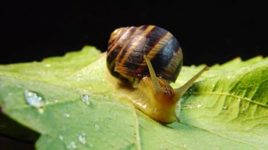 Helix Pomatia, Roma salyangozu, Burgundy salyangozu, yenilebilir salyangoz ya da salyangoz olarak bilinir. Salyangoz yavaşça bir yaprağın üzerinde sürünür. Ukrayna Hayvanı.