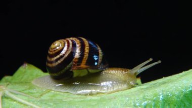 Helix Pomatia, Roma salyangozu, Burgundy salyangozu, yenilebilir salyangoz ya da salyangoz olarak bilinir. Salyangoz yavaşça bir yaprağın üzerinde sürünür. Ukrayna Hayvanı.