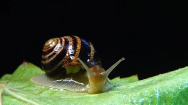 Helix Pomatia, Roma salyangozu, Burgundy salyangozu, yenilebilir salyangoz ya da salyangoz olarak bilinir. Salyangoz yavaşça bir yaprağın üzerinde sürünür. Ukrayna Hayvanı.
