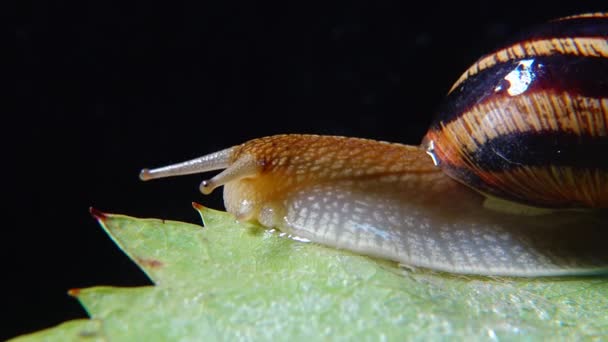 Helix Pomatia Загальновідомі Назви Римський Равлик Бургундський Равлик Їстівний Равлик — стокове відео