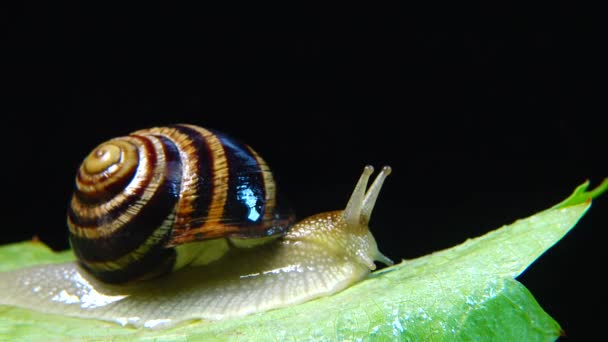 Helix Pomatia Common Names Roman Snail Burgundy Snail Edible Snail — Stock Video