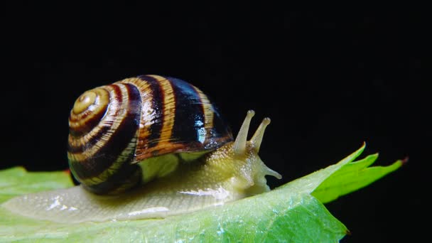 Helix Pomatia Common Names Roman Snail Burgundy Snail Edible Snail — Stock Video