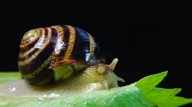 Helix Pomatia, Roma salyangozu, Burgundy salyangozu, yenilebilir salyangoz ya da salyangoz olarak bilinir. Salyangoz yavaşça bir yaprağın üzerinde sürünür. Ukrayna Hayvanı.