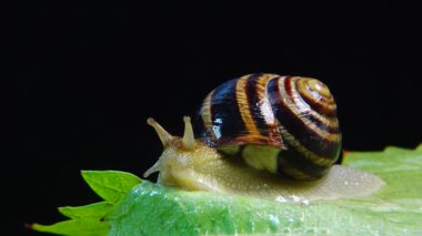 Helix Pomatia, Roma salyangozu, Burgundy salyangozu, yenilebilir salyangoz ya da salyangoz olarak bilinir. Salyangoz yavaşça bir yaprağın üzerinde sürünür. Ukrayna Hayvanı.
