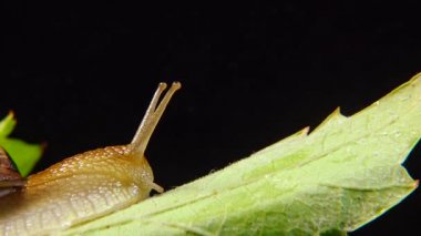 Helix Pomatia, Roma salyangozu, Burgundy salyangozu, yenilebilir salyangoz ya da salyangoz olarak bilinir. Salyangoz yavaşça bir yaprağın üzerinde sürünür. Ukrayna Hayvanı.