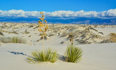 Beyaz Kumlar Ulusal Anıtı 'nda büyüyen Yucca bitkileri, New Mexico, ABD