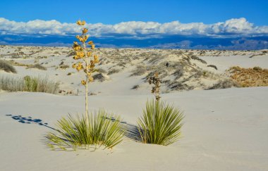 Beyaz Kumlar Ulusal Anıtı 'nda büyüyen Yucca bitkileri, New Mexico, ABD