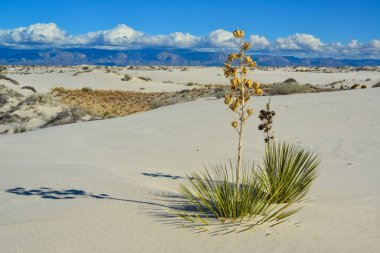 Beyaz Kumlar Ulusal Anıtı 'nda büyüyen Yucca bitkileri, New Mexico, ABD
