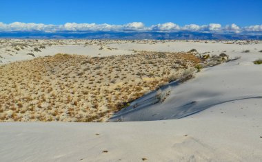 Kuraklığa dayanıklı çöl bitkileri ve Beyaz Kumlar Ulusal Anıtı 'nda büyüyen Yucca bitkileri, New Mexico, ABD