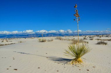 Beyaz Kumlar Ulusal Anıtı 'nda büyüyen Yucca bitkileri, New Mexico, ABD