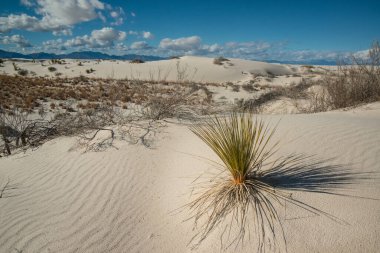 Beyaz Kumlar Ulusal Anıtı 'nda büyüyen Yucca bitkileri, New Mexico, ABD