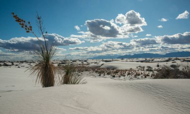 Kuraklığa dayanıklı çöl bitkileri ve Beyaz Kumlar Ulusal Anıtı 'nda büyüyen Yucca bitkileri, New Mexico, ABD