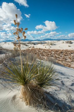 Beyaz Kumlar Ulusal Anıtı 'nda büyüyen Yucca bitkileri, New Mexico, ABD