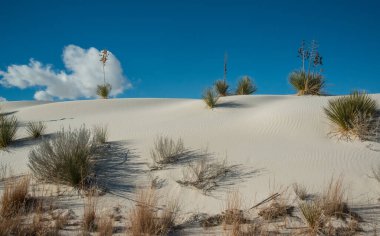 Beyaz Kumlar Ulusal Anıtı 'nda büyüyen Yucca bitkileri, New Mexico, ABD