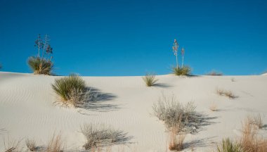 Beyaz Kumlar Ulusal Anıtı 'nda büyüyen Yucca bitkileri, New Mexico, ABD