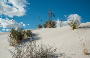 Kuraklığa dayanıklı çöl bitkileri ve Beyaz Kumlar Ulusal Anıtı 'nda büyüyen Yucca bitkileri, New Mexico, ABD