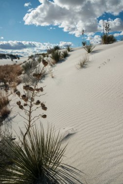 Beyaz Kumlar Ulusal Anıtı 'nda büyüyen Yucca bitkileri, New Mexico, ABD