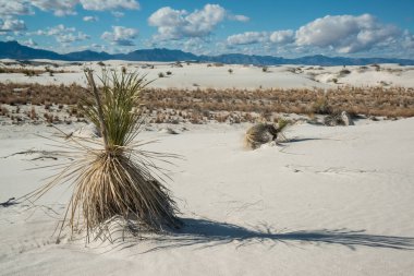 Beyaz Kumlar Ulusal Anıtı 'nda büyüyen Yucca bitkileri, New Mexico, ABD