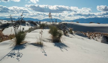 Beyaz Kumlar Ulusal Anıtı 'nda büyüyen Yucca bitkileri, New Mexico, ABD