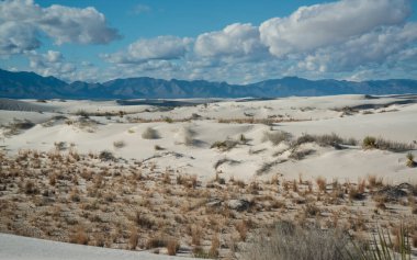 Kuraklığa dayanıklı çöl bitkileri ve Beyaz Kumlar Ulusal Anıtı 'nda büyüyen Yucca bitkileri, New Mexico, ABD