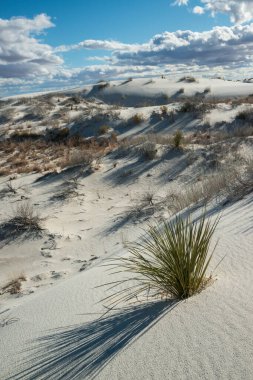 Beyaz Kumlar Ulusal Anıtı 'nda büyüyen Yucca bitkileri, New Mexico, ABD