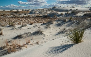 Beyaz Kumlar Ulusal Anıtı 'nda büyüyen Yucca bitkileri, New Mexico, ABD