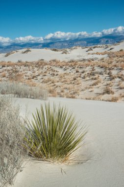 Beyaz Kumlar Ulusal Anıtı 'nda büyüyen Yucca bitkileri, New Mexico, ABD