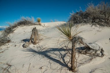 Beyaz Kumlar Ulusal Anıtı 'nda büyüyen Yucca bitkileri, New Mexico, ABD