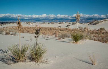 Beyaz Kumlar Ulusal Anıtı 'nda büyüyen Yucca bitkileri, New Mexico, ABD