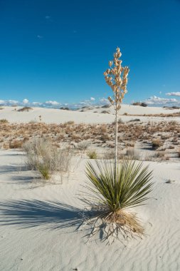 Beyaz Kumlar Ulusal Anıtı 'nda büyüyen Yucca bitkileri, New Mexico, ABD