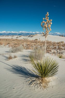 Beyaz Kumlar Ulusal Anıtı 'nda büyüyen Yucca bitkileri, New Mexico, ABD