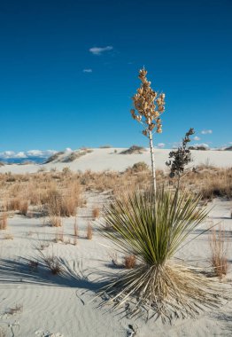 Beyaz Kumlar Ulusal Anıtı 'nda büyüyen Yucca bitkileri, New Mexico, ABD
