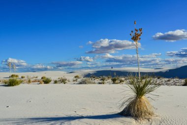 Beyaz Kumlar Ulusal Anıtı 'nda büyüyen Yucca bitkileri, New Mexico, ABD