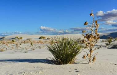 Beyaz Kumlar Ulusal Anıtı 'nda büyüyen Yucca bitkileri, New Mexico, ABD