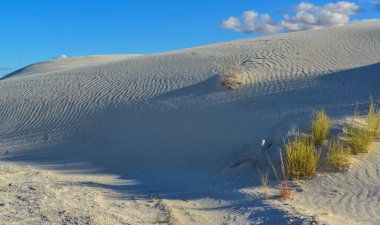 Kuraklığa dayanıklı çöl bitkileri ve Beyaz Kumlar Ulusal Anıtı 'nda büyüyen Yucca bitkileri, New Mexico, ABD