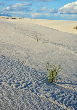 Alçıtaşı kum tepeleri, Beyaz Kumlar Ulusal Anıtı, New Mexico, ABD