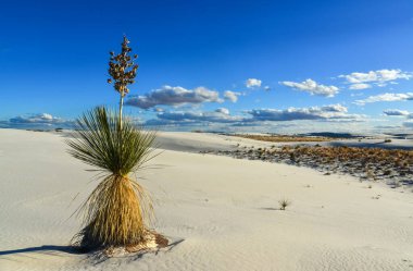 Beyaz Kumlar Ulusal Anıtı 'nda büyüyen Yucca bitkileri, New Mexico, ABD