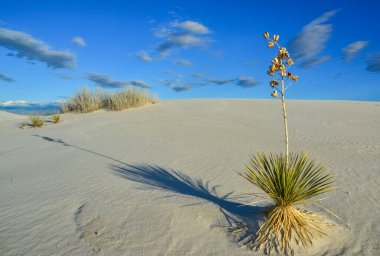 Beyaz Kumlar Ulusal Anıtı 'nda büyüyen Yucca bitkileri, New Mexico, ABD