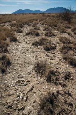 New Mexico 'daki çöl manzarası, Lucero Gölü' nün dibindeki alçı taşı kristalleri.
