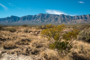 New Mexico çöl manzarası, çölün arka planında yüksek dağlar ve kuraklığa dayanıklı bitkiler, New Mexico