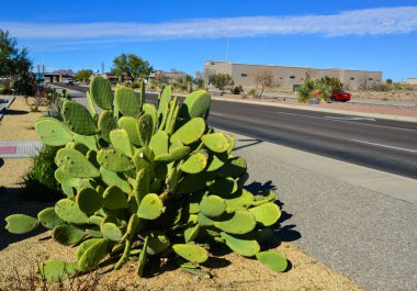 Opuntia Şp. Kaktüs ve Agava Sp. New Mexico, ABD 'de küçük bir kasabada bir yol kenarında peyzaj tasarımında.