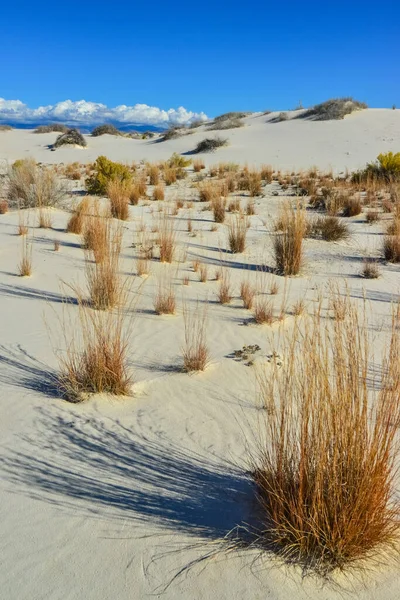 Drought Resistant Desert Plants Yucca Plants Growing White Sands National — Stock Photo, Image