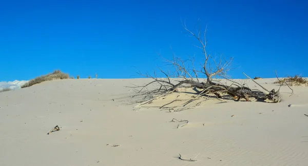 Dry Tree in White Sands. White Sands National Monument, New Mexico, USA