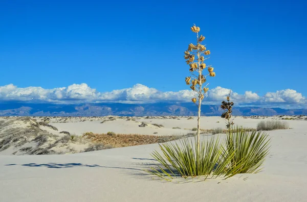 Засушливые Пустынные Растения Растения Юкки Произрастающие Национальном Памятнике Уайт Сэндс — стоковое фото