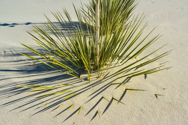 Φυτά Yucca Αναπτύσσονται White Sands Εθνικό Μνημείο Νέο Μεξικό Ηπα — Φωτογραφία Αρχείου