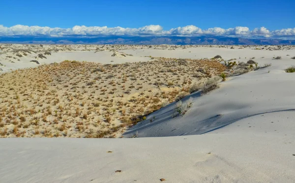 Dürreresistente Wüstenpflanzen Und Yucca Pflanzen Wachsen White Sands National Monument — Stockfoto